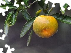 mandarine, green ones, leaves, sapling