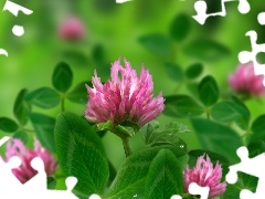 Pink, green ones, leaves, trefoil