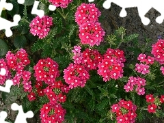 Pink, green ones, leaves, verbena