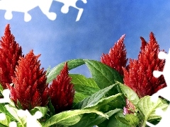 Blossoming, Celosia, red hot