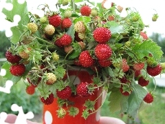 Strawberries, leaves