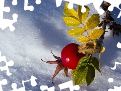 winter, wild Rose, leaves, fruit