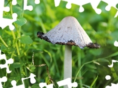curled, White, leg, grass, Hat, Mushrooms