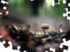 Little, Hat, leg, mushroom