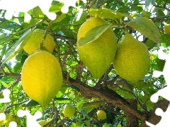 lemons, trees, citrus