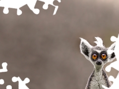 funny, lemur