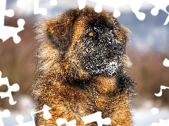 dog, Leonberger