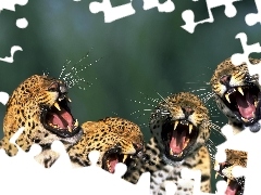 roaring, Leopard