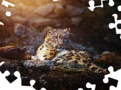 lying, snow leopard