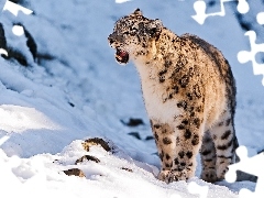 winter, snow leopard