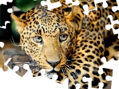 ambush, Leopards