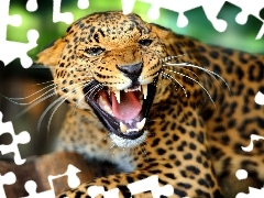 furious, Leopards