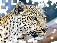 gazing, Leopards