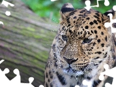 gazing, Leopards