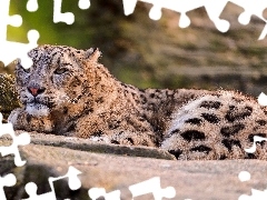 lying, snow leopard