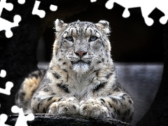 lying, snow leopard