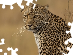 Leopards, rapprochement
