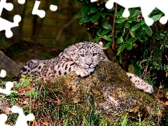 Resting, snow leopard