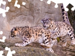 Leopards, Irbisy, snow