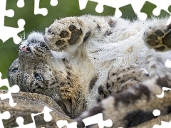 snow leopard