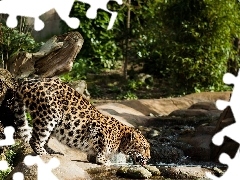 thirsty, Leopards