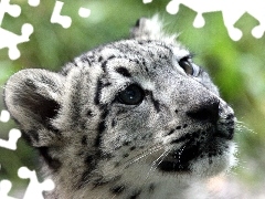 White, Leopards