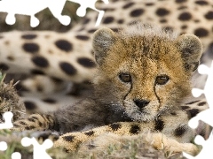 young, Cheetah