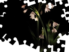 black background, Flowers, Leucojum