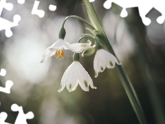 Leucojum, inclined, Flowers