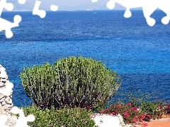 Levanzo, Italy, flourishing, Bush, sea