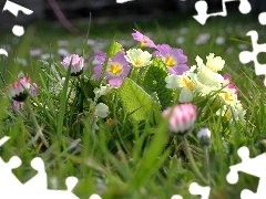 Primrose, Meadow, daisies, grass, luminosity, Spring, sun, flash, ligh