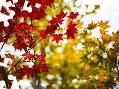 Leaf, ligh, autumn, sun, luminosity, viewes, trees, flash