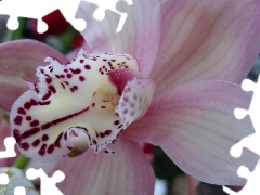 Light Pink, orchid