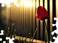 Red, glamour, light, tulip