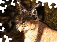 Caracal, light breaking through sky