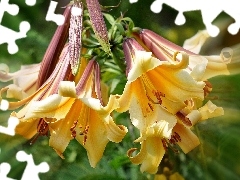 Yellow, rays, light, lilies