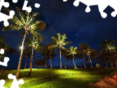 lighting, Palms, Night