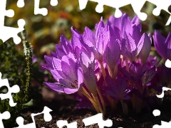 Autumn Crocus, Flowers, lilac