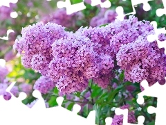 Flowers, lilac