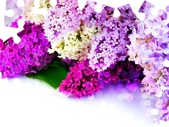 Flowers, lilac