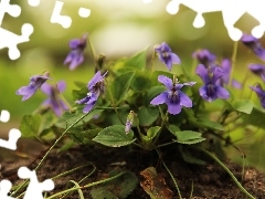 Flowers, fragrant violets, lilac