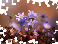 Liverworts, Flowers, Leaf, lilac