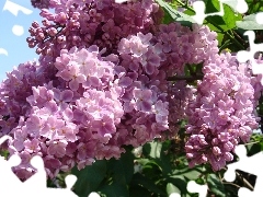 lilac, bouquet, purple