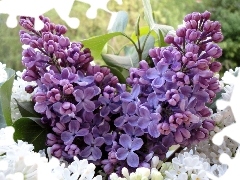 bouquet, Lilacs