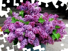 Lilacs, bouquet, violet