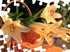 basket, shawl, lilies, Orange