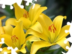 lilies, Yellow, Flowers