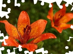 Orange, tiger Lilies