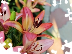 Pink, lilies