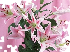 pink, lilies